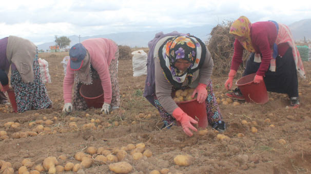 Kadın çiftçilerden yerli patates hasadı