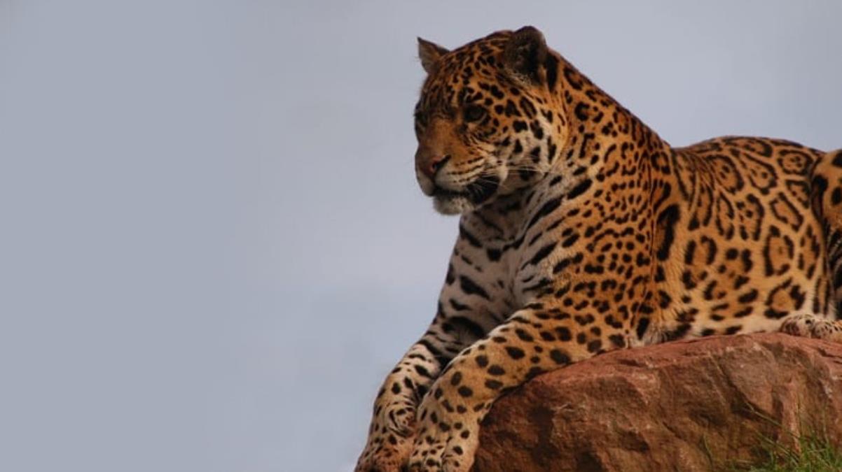 3 ülkeye sınırı olan ilimizde leopar görüldü