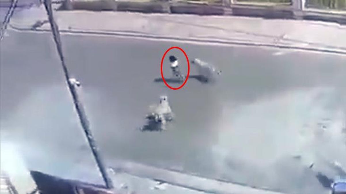 Başıboş Köpek Sorunu Bir Türlü Çözülemedi