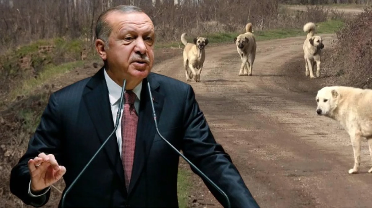 Cumhurbaşkanı Erdoğan kurmaylarına sokak köpekleriyle ilgili talimat verdi