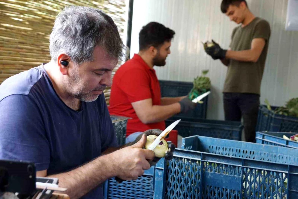 Enginar soyarak asgari ücretin tam 4 katını kazanıyorlar