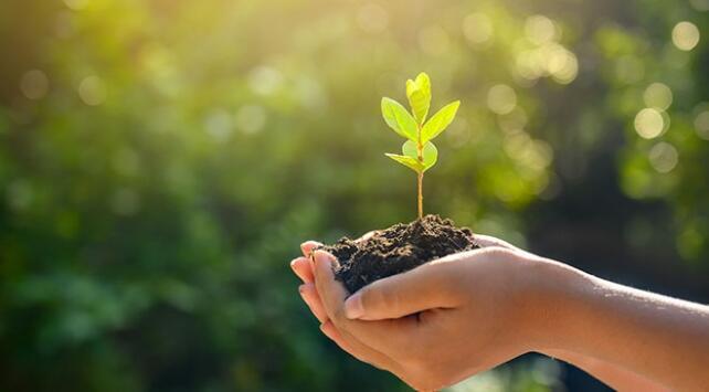 Fidan bağışı nasıl yapılır? TEMA Vakfı fidan bağışı ne kadar?