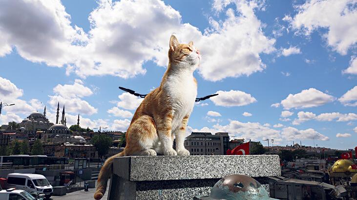 Hayvanları koruma  kanunu TBMM’den geçti