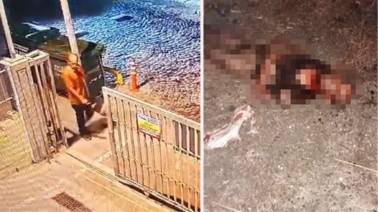 İstanbul'da sokak köpeği saldırısı sonucu zihinsel engelli adam hayatını kaybetti