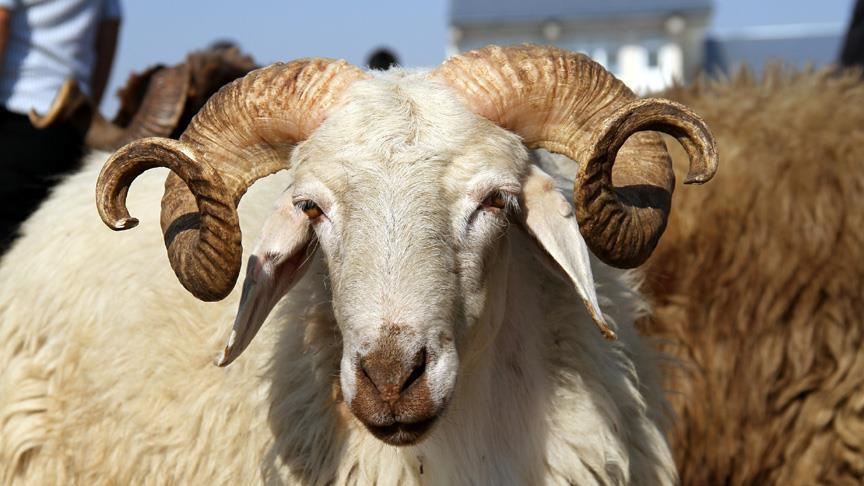 Kurban Bayramı ne zaman? 