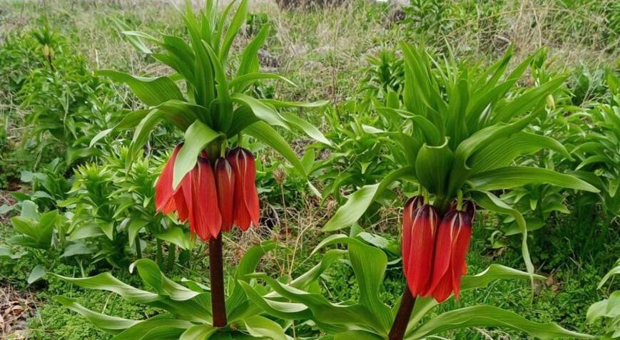 Sadece 20 gün yaşıyor! Araba fiyatına ceza, koparan yandı