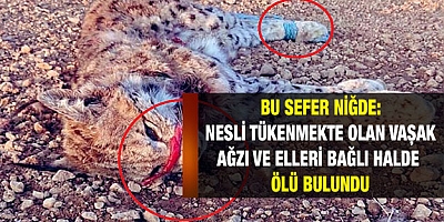 Vaşak, ağzı ve elleri bağlı halde ölü bulundu