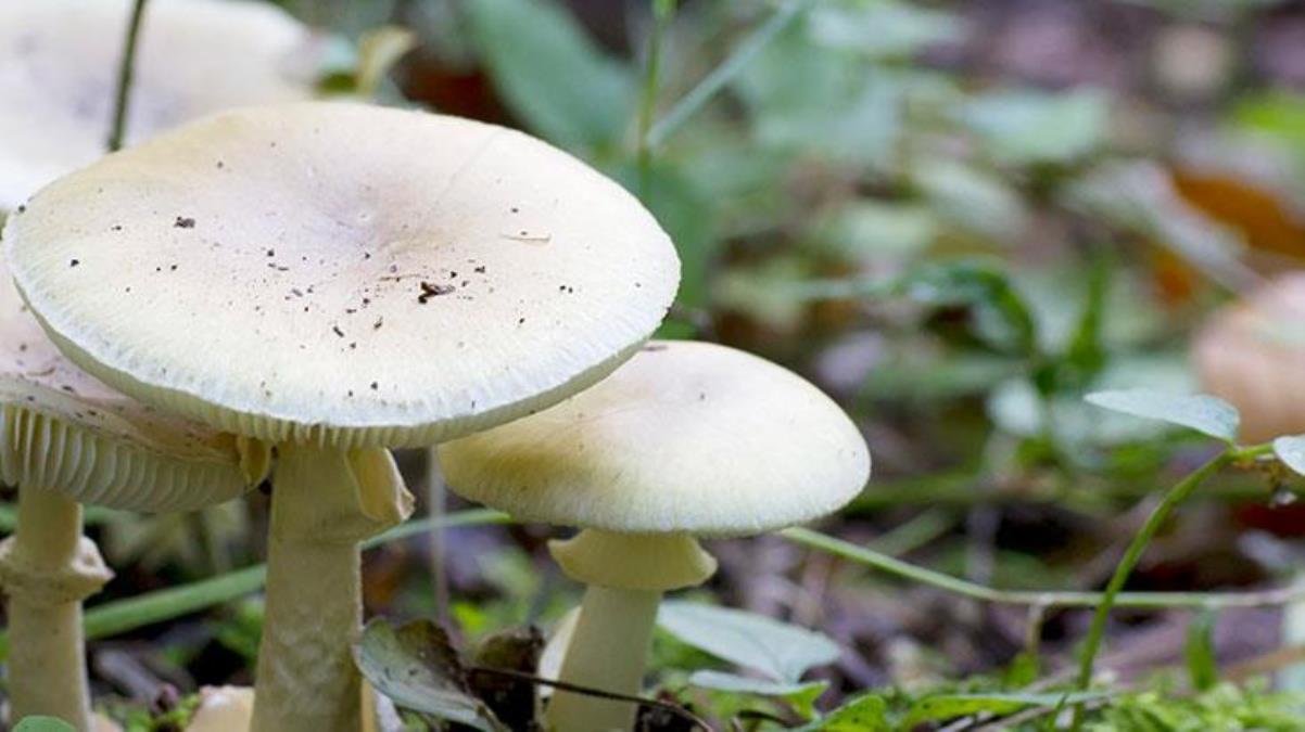 Düzceli aileyi ölüme götüren mantar