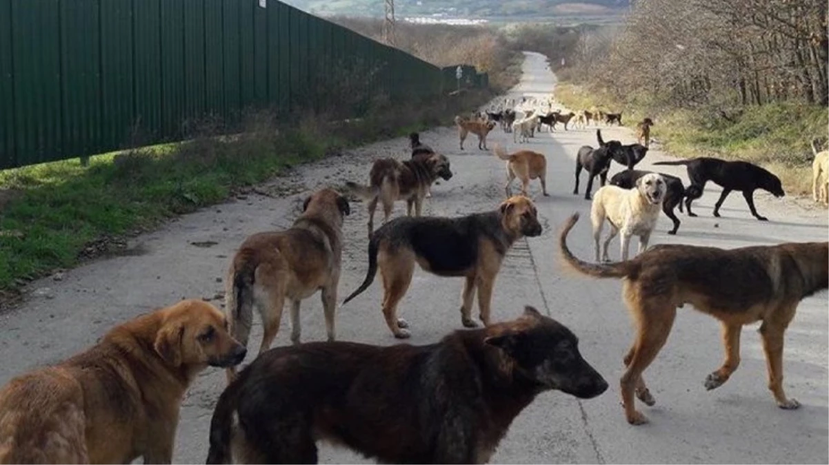 Türkiye'deki başıboş köpek sorunu tırmanıyor! ABD ve İngiltere'den vatandaşlarına uyarı