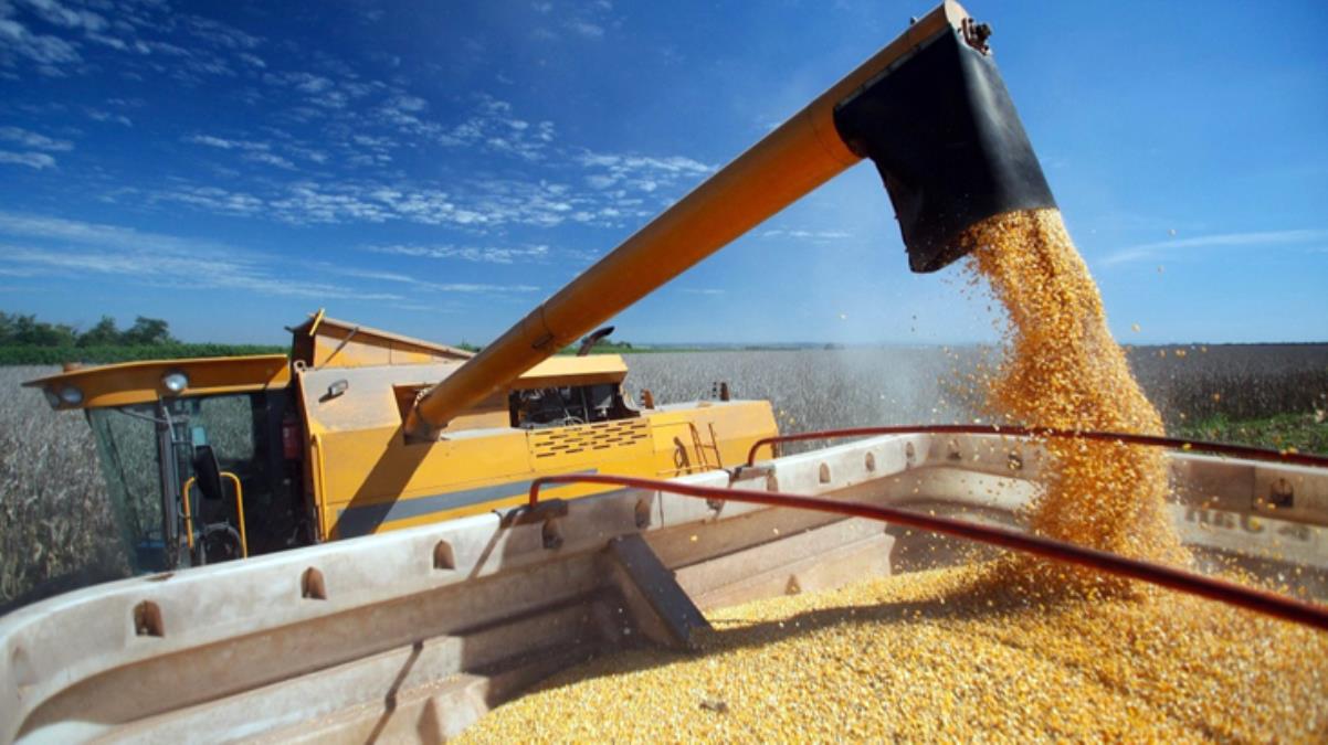 Hindistan'dan hastalıklı buğday açıklaması: Yurda girişine izin verilmedi