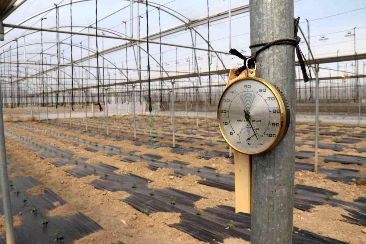 Ucuz sebze için geri sayım