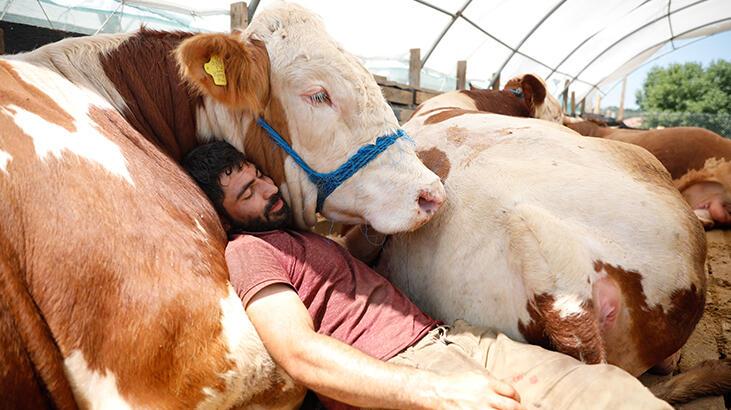 Yetiştiricisi ile uyuyan boğa satıldı